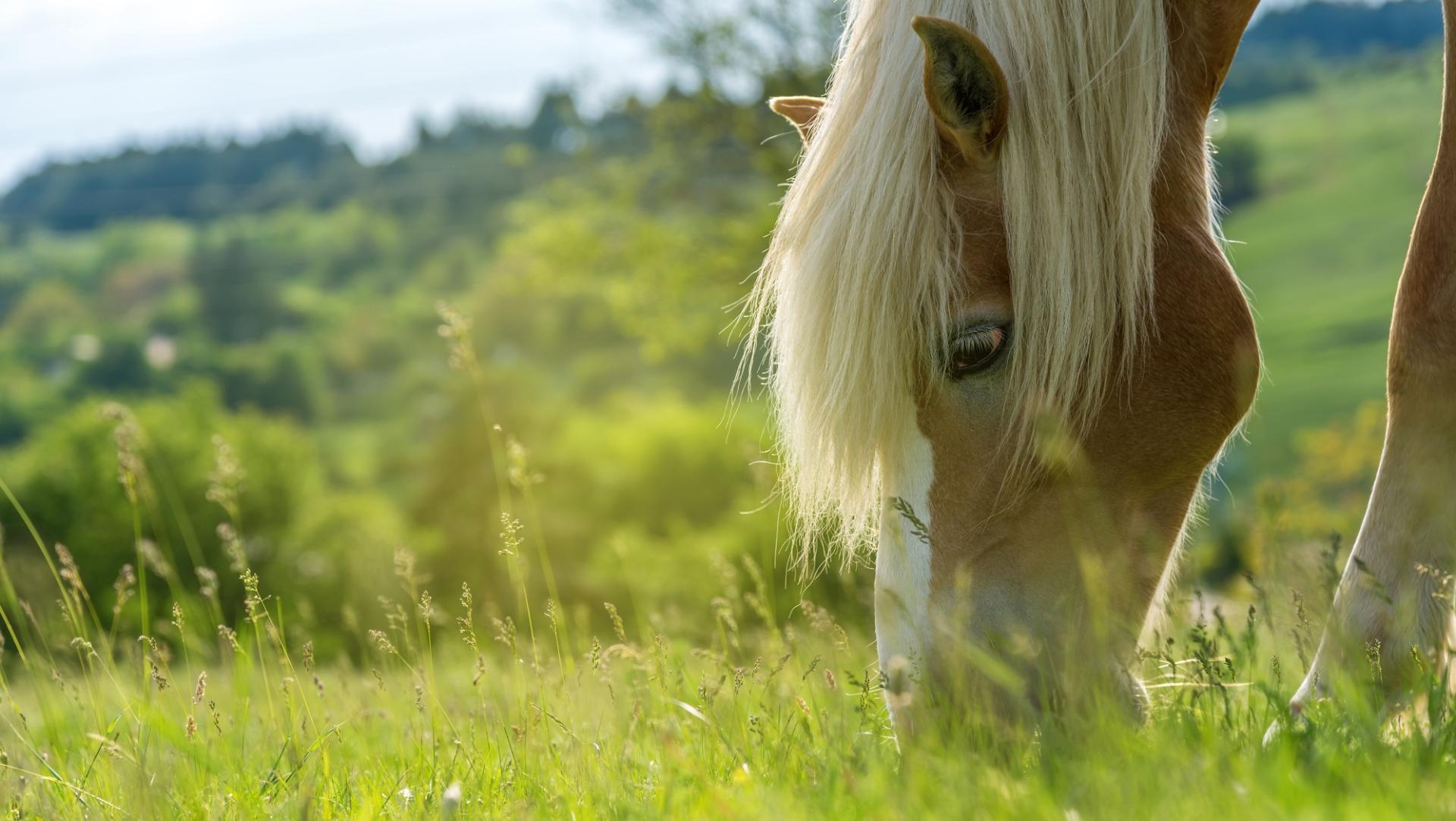 Går din hest på det rigtige græs?